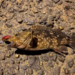 ガシラ自己記録更新